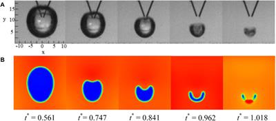 Numerical Investigations on Temperature Distribution and Evolution of Cavitation Bubble Collapsed Near Solid Wall